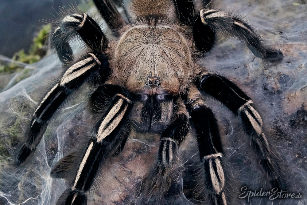 Ephebopus murinus